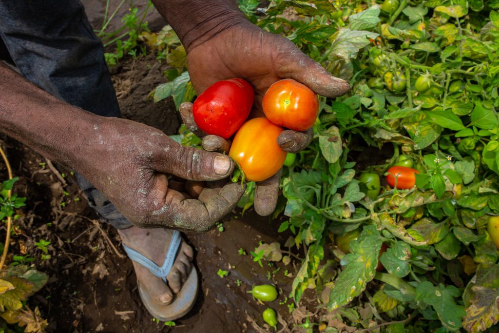 Melhorar o acesso dos agricultores a sementes de qualidade